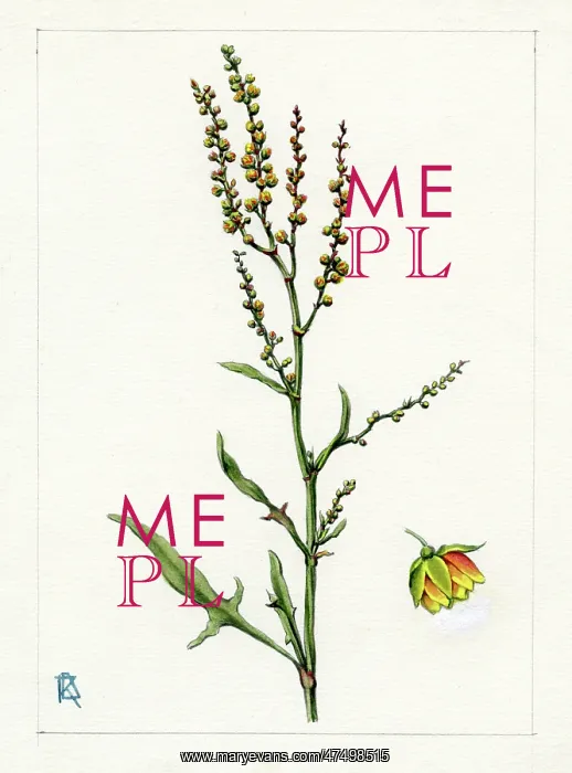 : Rumex acetosella - sheep's sorrel : Rumex acetosella - sheep's sorrel