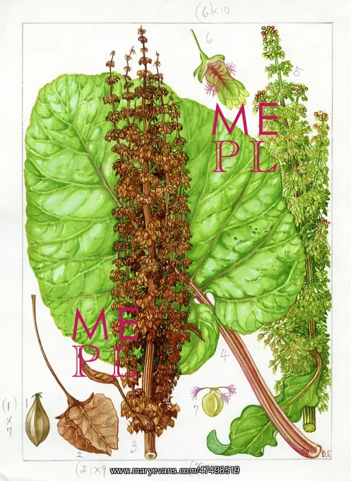 : Rumex alpinus - monk's rhubarb : Rumex alpinus - monk's rhubarb