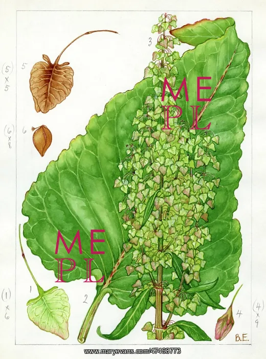 : Rumex aquaticus - Scottish dock : Rumex aquaticus - Scottish dock