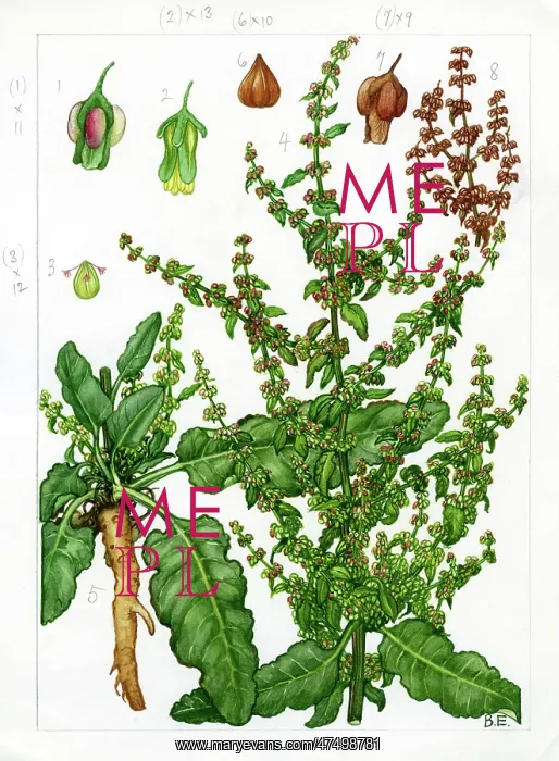 : Rumex conglomeratus - clustered dock : Rumex conglomeratus - clustered dock