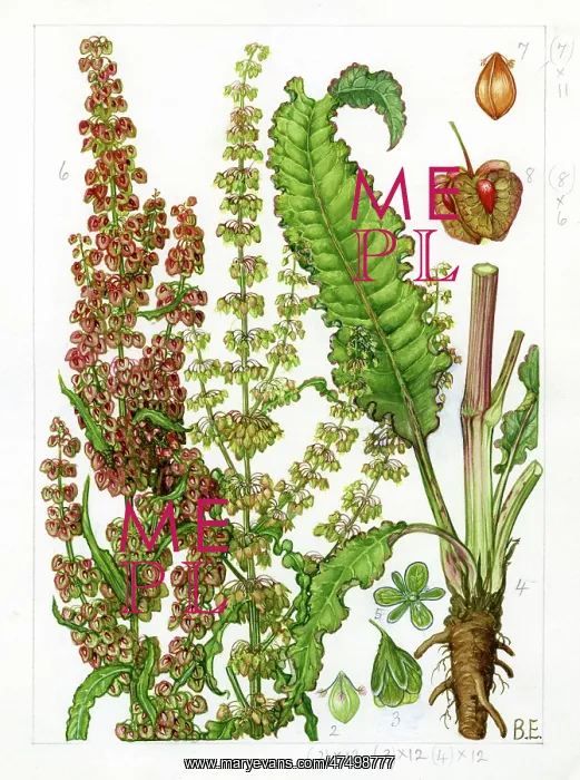 : Rumex crispus - curled dock : Rumex crispus - curled dock