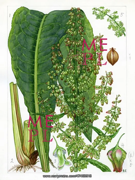 : Rumex hydrolapathum - water dock : Rumex hydrolapathum - water dock