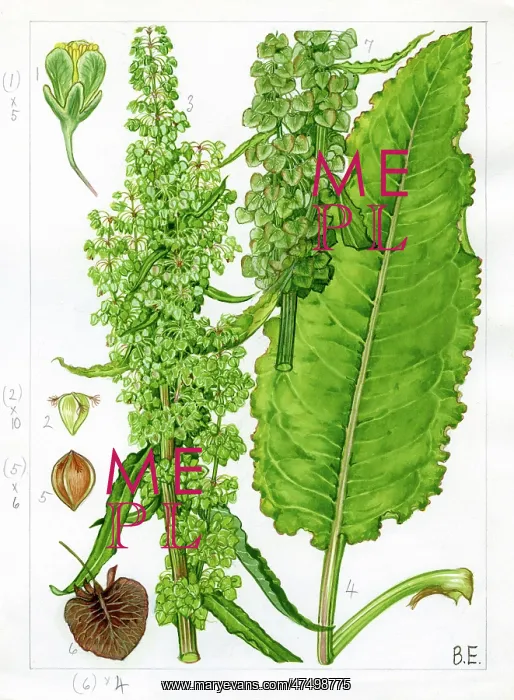 : Rumex longifolius - northern dock : Rumex longifolius - northern dock