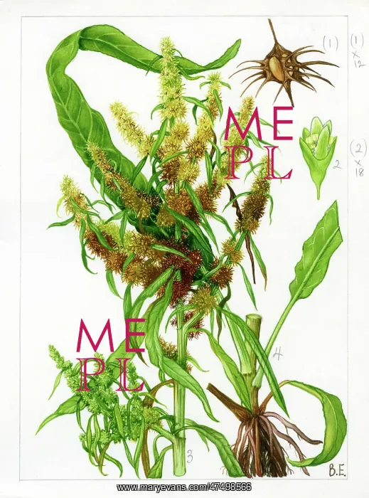 : Rumex maritimus - golden dock : Rumex maritimus - golden dock