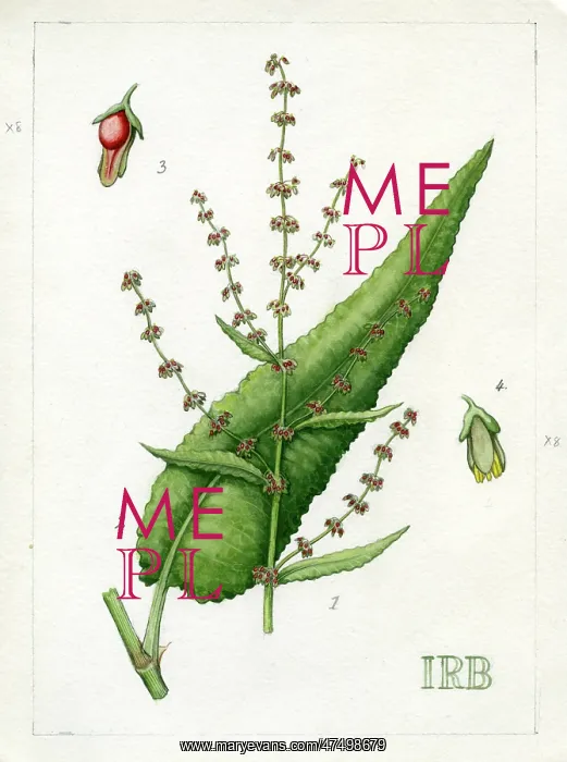 : Rumex nemorosus : Rumex nemorosus