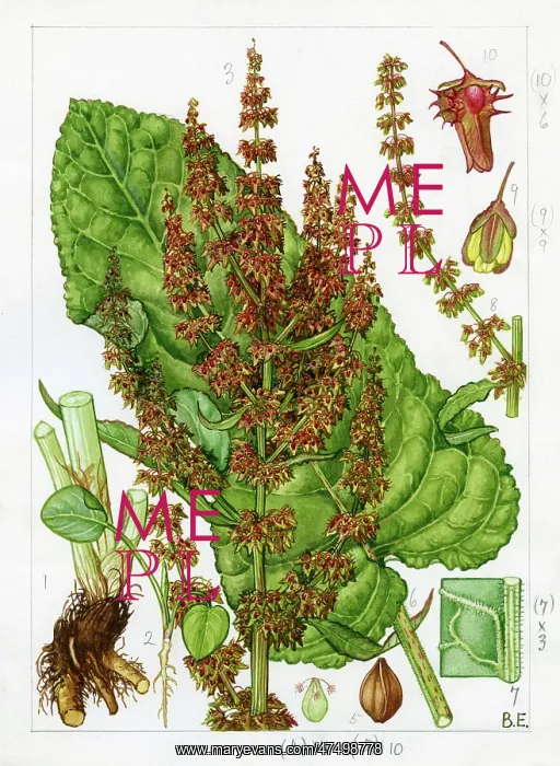 : Rumex obtusifolius - broad-leaved dock : Rumex obtusifolius - broad-leaved dock