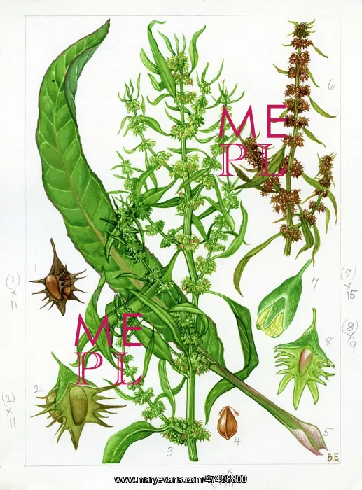 : Rumex palustris - marsh dock : Rumex palustris - marsh dock