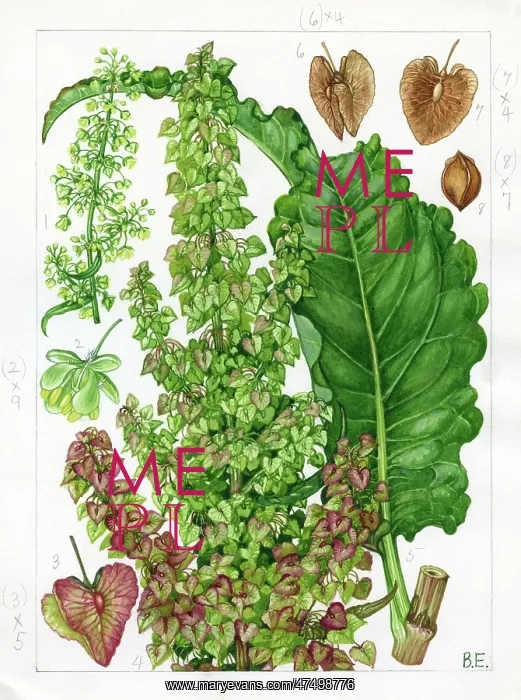 : Rumex patientia - patience dock : Rumex patientia - patience dock