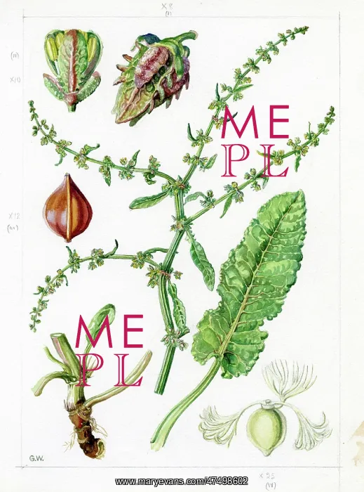 : Rumex pulcher - fiddle dock : Rumex pulcher - fiddle dock