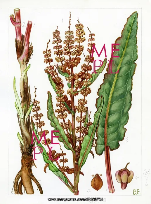 : Rumex rupestris - shore dock : Rumex rupestris - shore dock