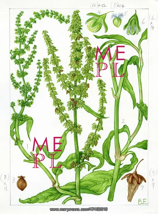 : Rumex triangulivalvis - white dock : Rumex triangulivalvis - white dock
