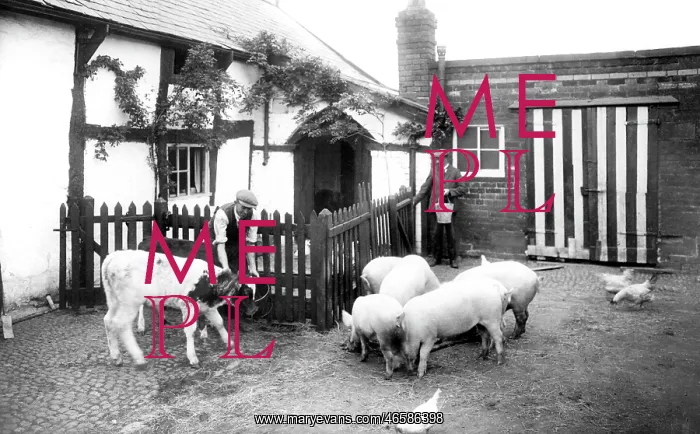  : Runcorn, Feeding the Animals 1929
