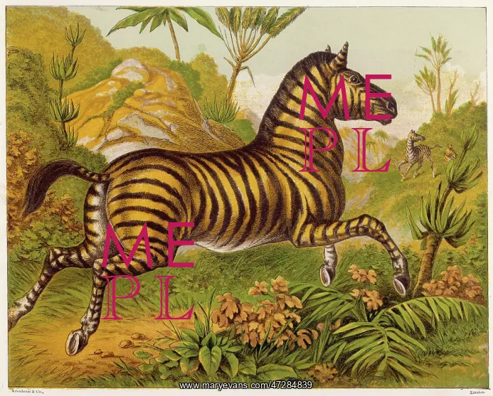 : ZEBRA. running amidst the African flora : ZEBRA. running amidst the African flora
