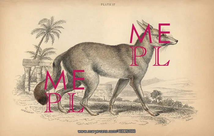 : Ruppell's fox, Vulpes rueppellii : Ruppell's fox, Vulpes rueppellii