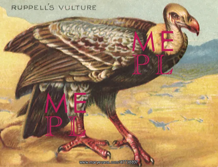  : Ruppell's Vulture