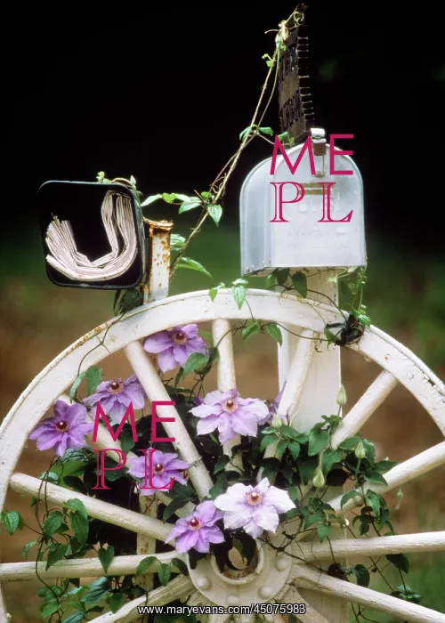 : Rural Mailbox and Newspaper Delivery Box with Pink Clematis : Rural Mailbox and Newspaper Delivery Box with Pink Clematis
