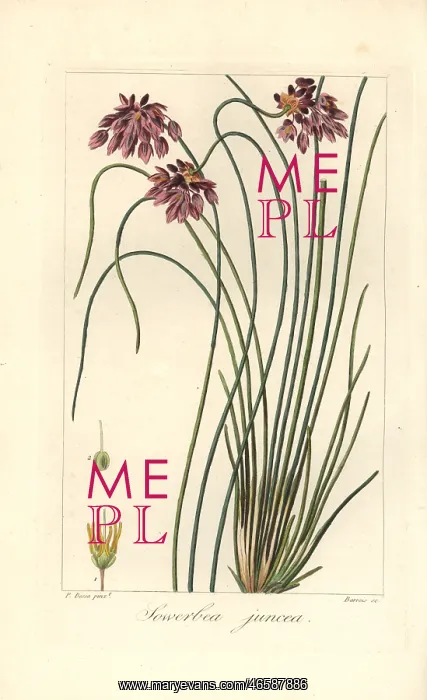 : Rush lily, Sowerbaea juncea, native to Australia : Rush lily, Sowerbaea juncea, native to Australia