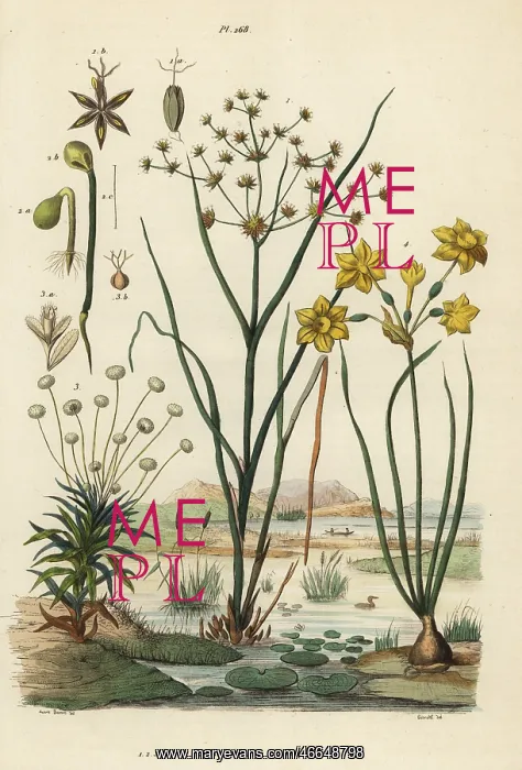 : Rushes, pipewort and rush daffodil : Rushes, pipewort and rush daffodil