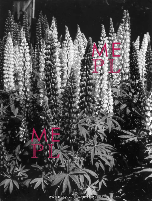 : RUSSELL LUPINS : RUSSELL LUPINS