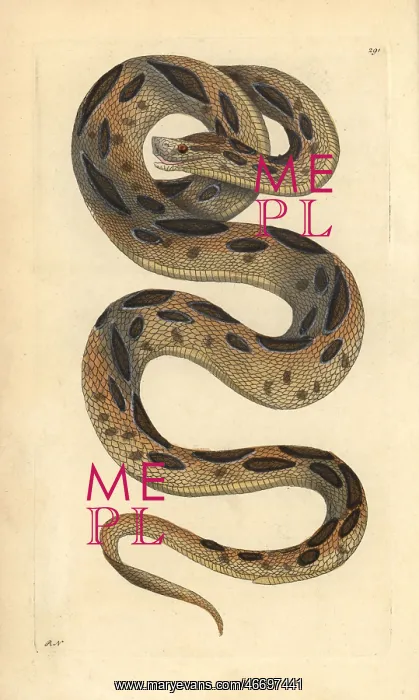 : Russel's viper, Daboia russelii Endangered : Russel's viper, Daboia russelii Endangered