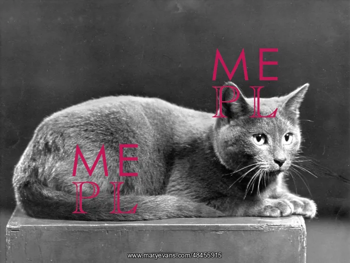 : RUSSIAN BLUE CAT : RUSSIAN BLUE CAT
