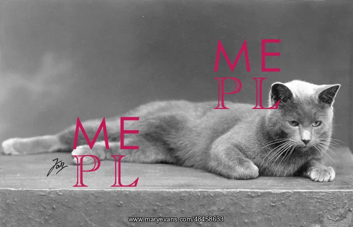  : RUSSIAN BLUE LYING DOWN