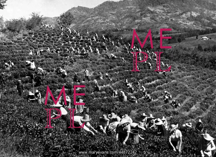 : RUSSIAN TEA PLANTATION : RUSSIAN TEA PLANTATION