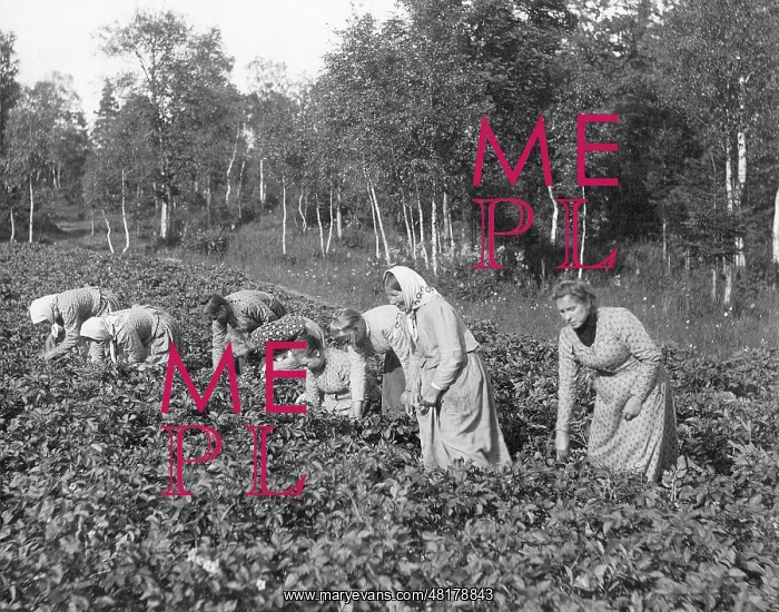 : Russian women during the field work, 1907 : Russian women during the field work, 1907