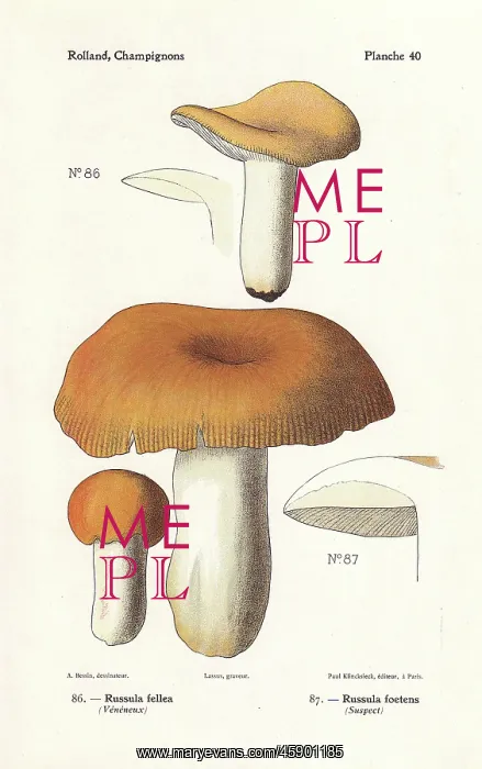 : Russula mushrooms : Russula mushrooms