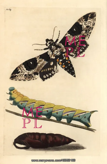 : Rustic sphinx, Manduca rustica : Rustic sphinx, Manduca rustica