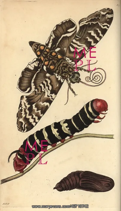 : Rustic sphinx moth, caterpillar and pupa, Manduca rustica : Rustic sphinx moth, caterpillar and pupa, Manduca rustica