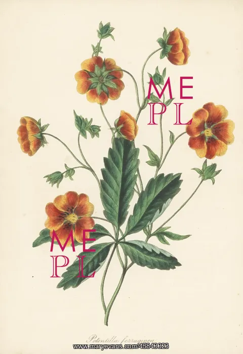 : Rusty-brown flowered cinquefoil, Potentilla ferruginea : Rusty-brown flowered cinquefoil, Potentilla ferruginea
