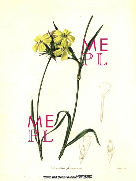 : Rusty pink, Dianthus ferrugineus : Rusty pink, Dianthus ferrugineus