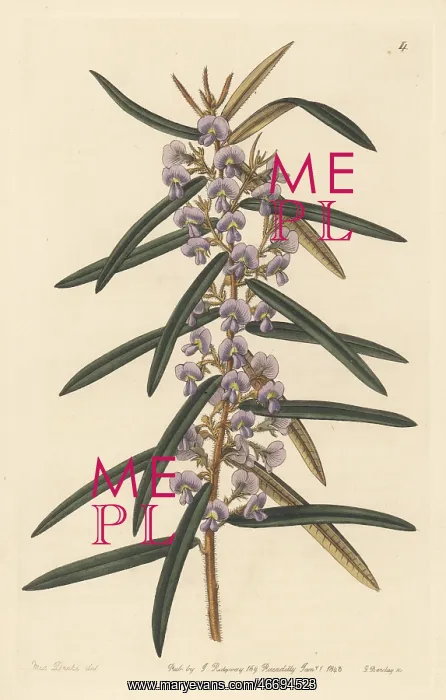  : Rusty pods, Hovea longifolia