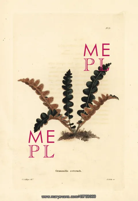 : Rustyback fern, Ceterach officinarum : Rustyback fern, Ceterach officinarum