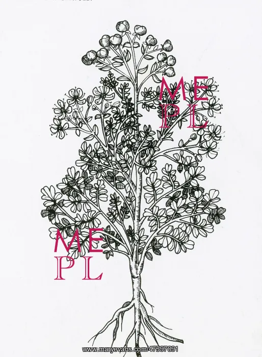 : Ruta Graveolens, Alchemy Plant : Ruta Graveolens, Alchemy Plant