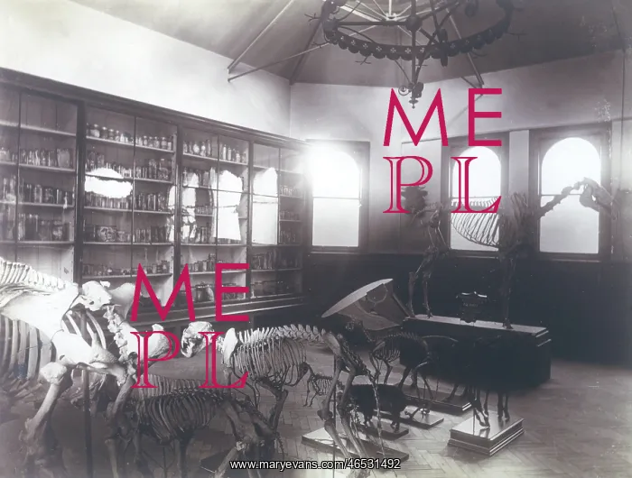 : RVC / MUSEUM 1891 : RVC / MUSEUM 1891