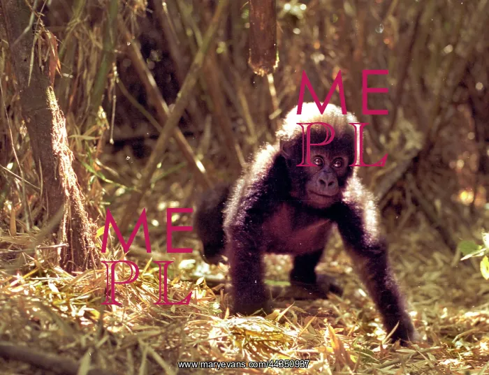 : Rwanda, 2000: Gorrilla baby. Animal, wildlife, forest : Rwanda, 2000: Gorrilla baby. Animal, wildlife, forest
