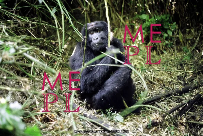 : Rwanda, 2000: Gorrilla. Sabingo Group, Mount Sabingo : Rwanda, 2000: Gorrilla. Sabingo Group, Mount Sabingo