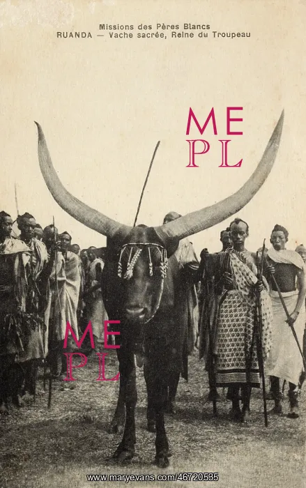 : Rwanda - Sacred Cow, Herd Queen : Rwanda - Sacred Cow, Herd Queen
