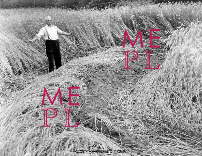 : Rye fields devastated by the British Army : Rye fields devastated by the British Army