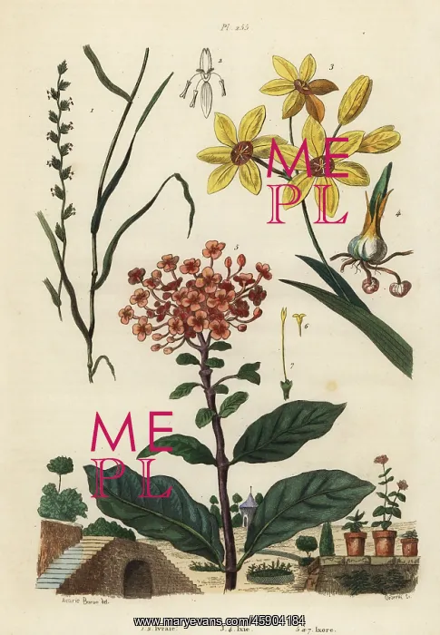 : Rye grass, African corn lily and jungle geranium : Rye grass, African corn lily and jungle geranium
