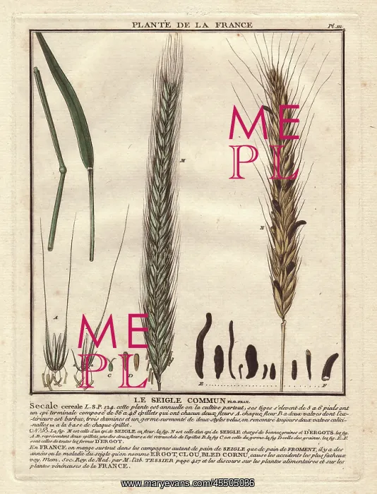 : Rye grass, Secale cereale : Rye grass, Secale cereale