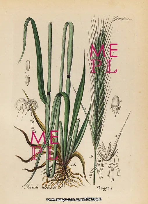 : Rye grass, Secale cereale : Rye grass, Secale cereale