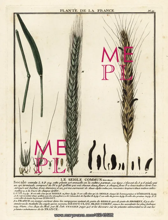 : Rye, Le seigle commun, Secale cereale : Rye, Le seigle commun, Secale cereale