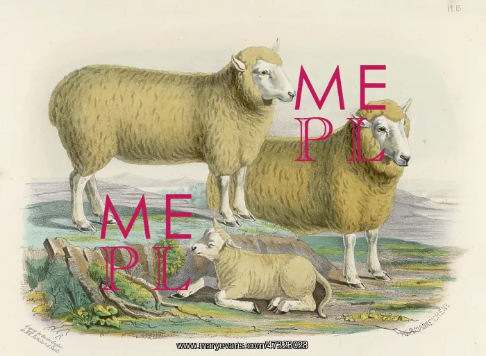 : RYELAND SHEEP : RYELAND SHEEP