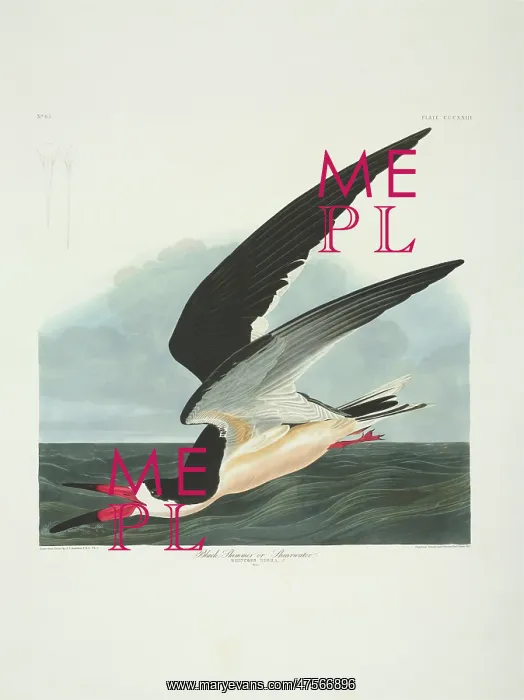 : Rynchops niger, black skimmer : Rynchops niger, black skimmer