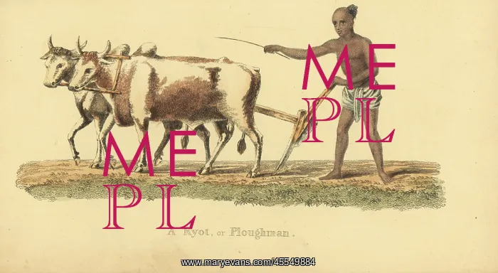 : Ryot or Indian ploughman : Ryot or Indian ploughman