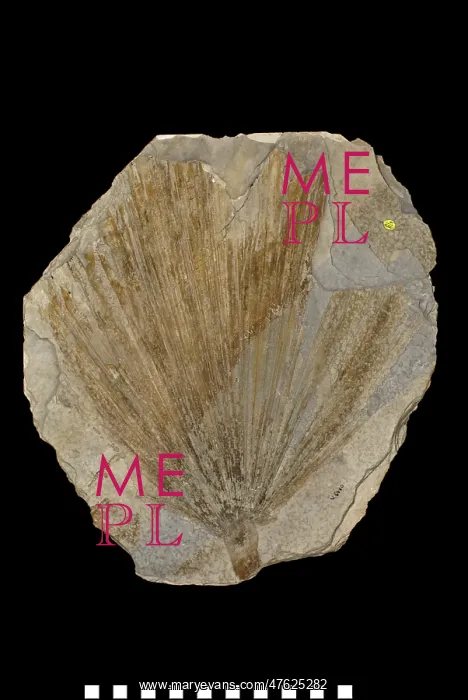 : Sabal comanonis, fossil plant : Sabal comanonis, fossil plant