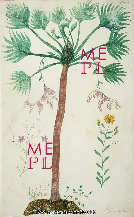: Sabal palmetto, cabbage palmetto : Sabal palmetto, cabbage palmetto